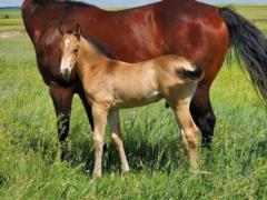 Eel Drift JW <BR> AQHA PENDING